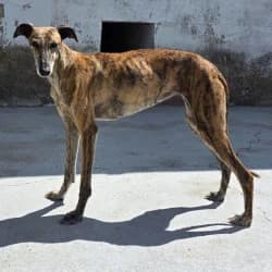 Gabby, female 4yo Galgo Español for adoption at Protectora de Animales de Segovia, Segovia