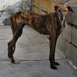 Wendy, female 4yo Galgo Español for adoption at Protectora de Animales de Segovia, Segovia