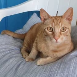 Lorenzo, male 7yo European Shorthair for adoption at Protectora de Animales de Segovia, Segovia