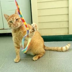 Coquito, male 6yo European Shorthair for adoption at Protectora de Animales de Segovia, Segovia