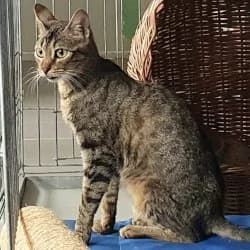 Mei, female senior European Shorthair for adoption at Protectora de Animales de Segovia, Segovia