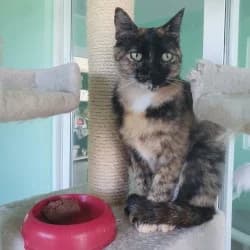 Emi, female young European Shorthair for adoption at Protectora de Animales de Segovia, Segovia
