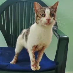 Inca, female young European Shorthair for adoption at Protectora de Animales de Segovia, Segovia