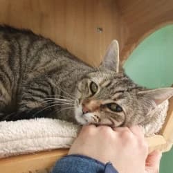 Kalma, female young European Shorthair for adoption at Protectora de Animales de Segovia, Segovia