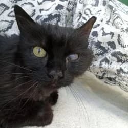 Maka, female 5yo European Shorthair for adoption at Protectora de Animales de Segovia, Segovia