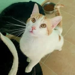 Mango, male young European Shorthair for adoption at Protectora de Animales de Segovia, Segovia
