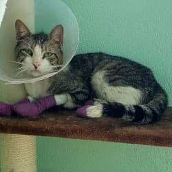 Mesi, male 5yo European Shorthair for adoption at Protectora de Animales de Segovia, Segovia