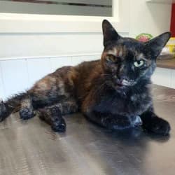 Ria, female young European Shorthair for adoption at Protectora de Animales de Segovia, Segovia