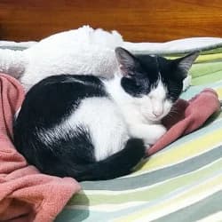 Frutos, male puppy European Shorthair for adoption at Protectora de Animales de Segovia, Segovia
