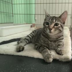 Toñin, male puppy European Shorthair for adoption at Protectora de Animales de Segovia, Segovia