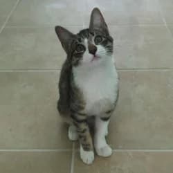Rina, female puppy European Shorthair for adoption at Protectora de Animales de Segovia, Segovia