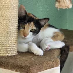 Nina, female puppy European Shorthair for adoption at Protectora de Animales de Segovia, Segovia