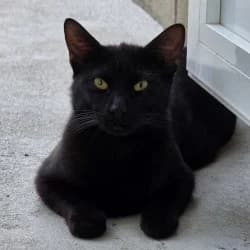 Lucky, male young European Shorthair for adoption at Protectora de Animales de Segovia, Segovia