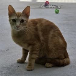Galadriel, female young European Shorthair for adoption at Protectora de Animales de Segovia, Segovia
