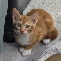 Zara, female puppy European Shorthair for adoption at Protectora de Animales de Segovia, Segovia