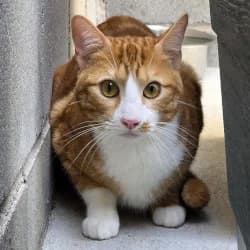 Pipo, male young European Shorthair for adoption at Protectora de Animales de Segovia, Segovia
