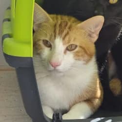 Jack, male young European Shorthair for adoption at Protectora de Animales de Segovia, Segovia