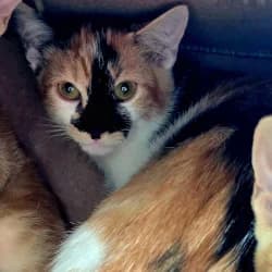 Octavia, female puppy European Shorthair for adoption at Protectora de Animales de Segovia, Segovia