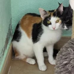 Vega, female young European Shorthair for adoption at Protectora de Animales de Segovia, Segovia