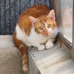 Tristan, male young European Shorthair for adoption at Protectora de Animales de Segovia, Segovia