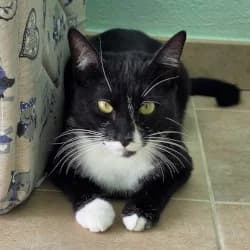 Diego, male young European Shorthair for adoption at Protectora de Animales de Segovia, Segovia