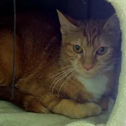 Maya, female young European Shorthair for adoption at Protectora de Animales de Segovia, Segovia