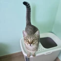 Netfis, female young European Shorthair for adoption at Protectora de Animales de Segovia, Segovia