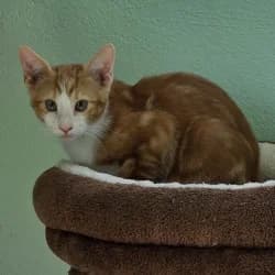 Jordan, male puppy European Shorthair for adoption at Protectora de Animales de Segovia, Segovia