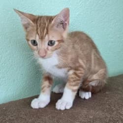 Dora, female puppy European Shorthair for adoption at Protectora de Animales de Segovia, Segovia