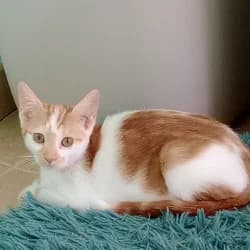 Febe, female puppy European Shorthair for adoption at Protectora de Animales de Segovia, Segovia