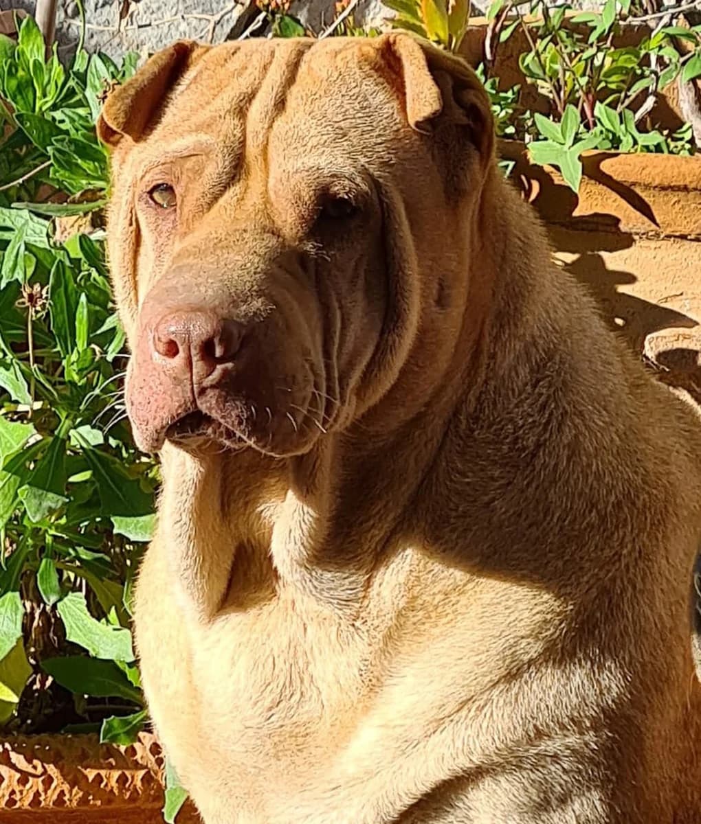 Mami, female Mixed Breed for adoption at Pets Tucatz, Alicante