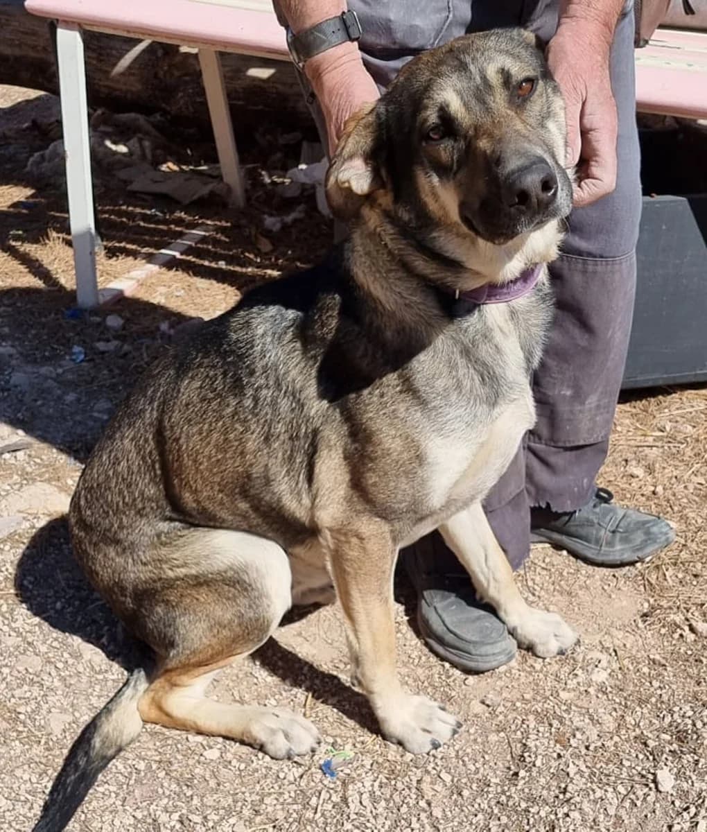 Wolfie, male young Mixed Breed for adoption at Pets Tucatz, Alicante