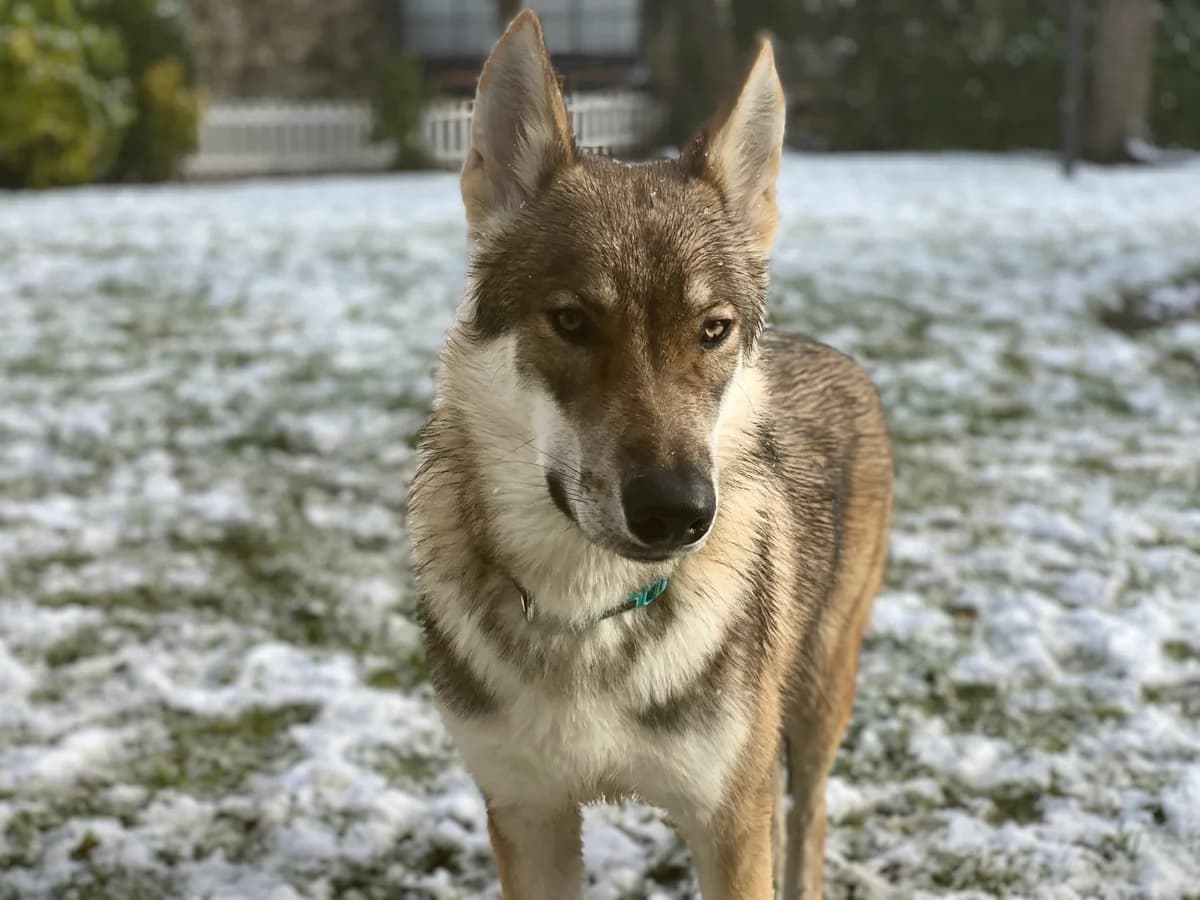 LOBITO, male 5yo Mixed Breed for adoption at Proanbur – Protectora de Animales de Burgos