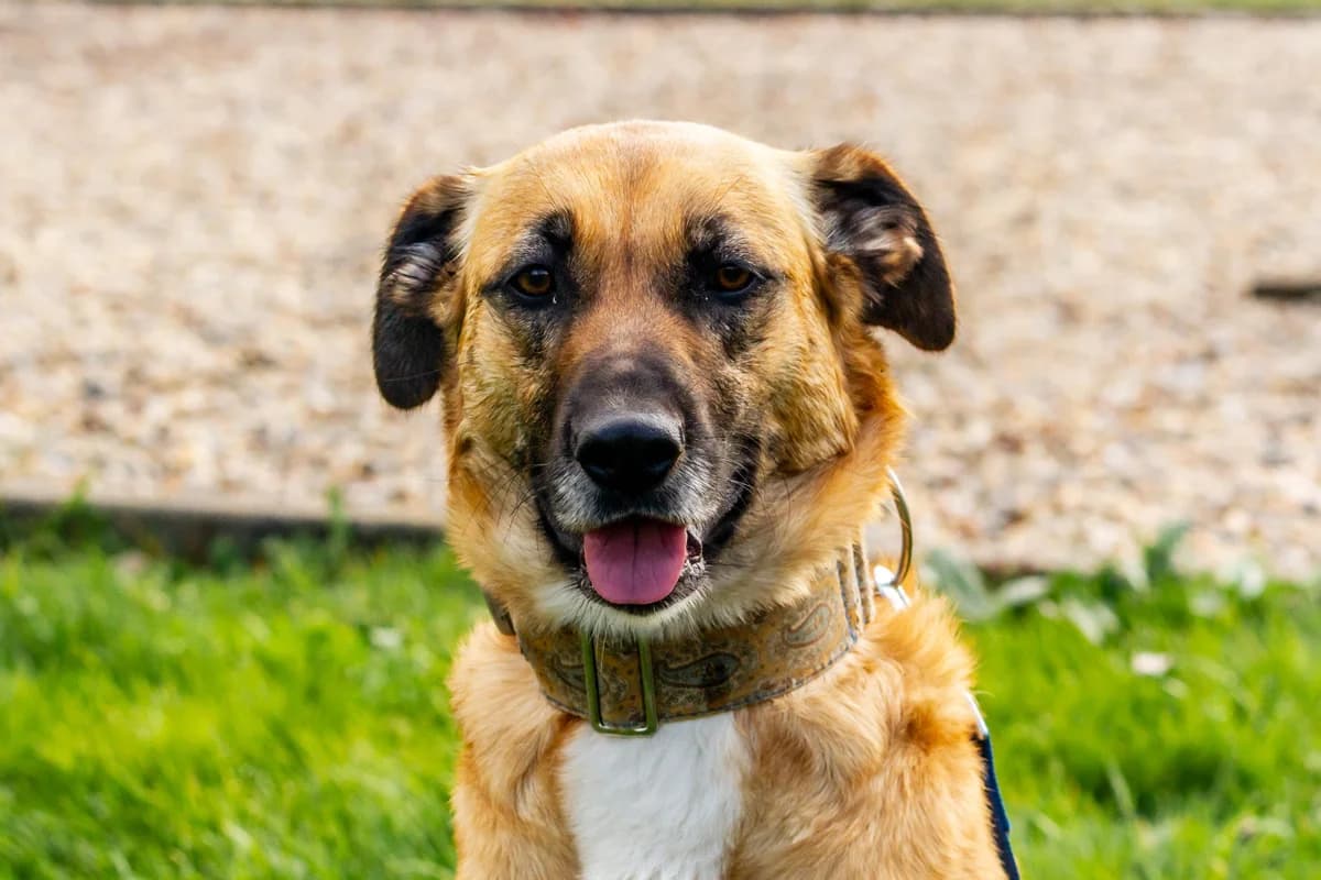 NALA, female young Mixed Breed for adoption at Proanbur – Protectora de Animales de Burgos