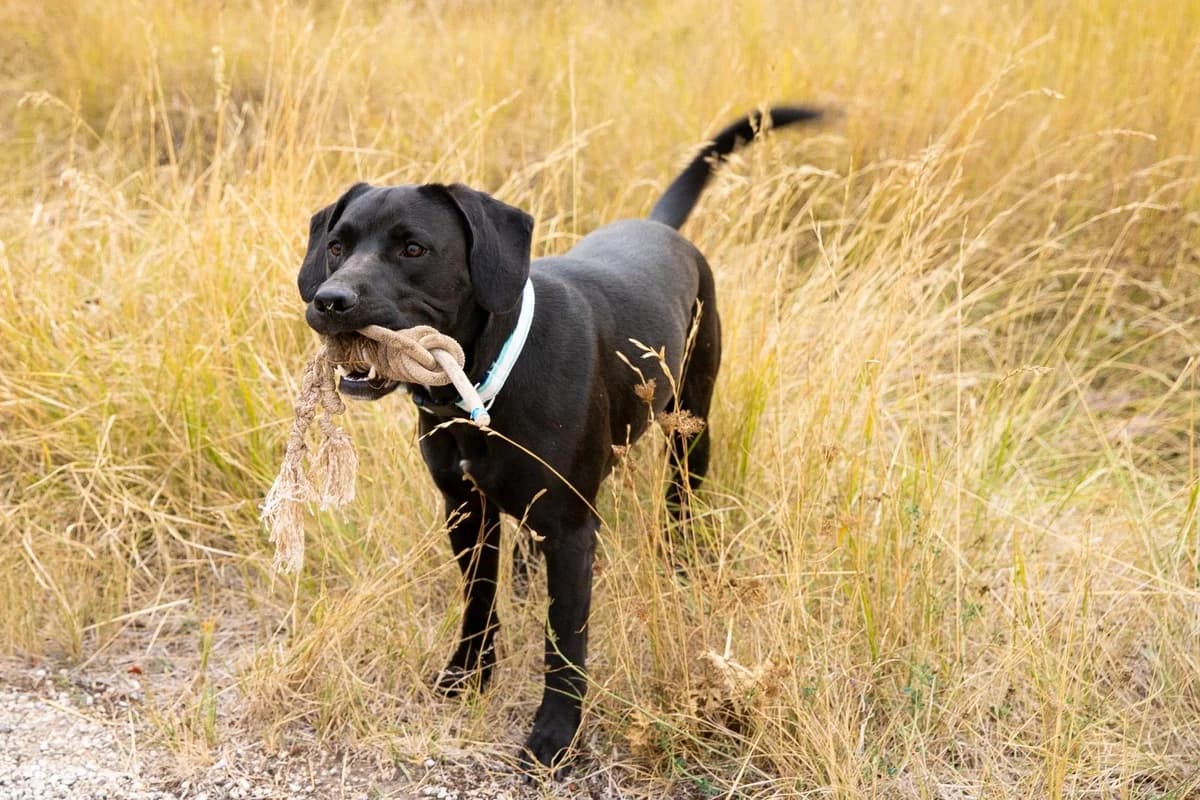 GUSSY, male Mixed Breed for adoption at Proanbur – Protectora de Animales de Burgos