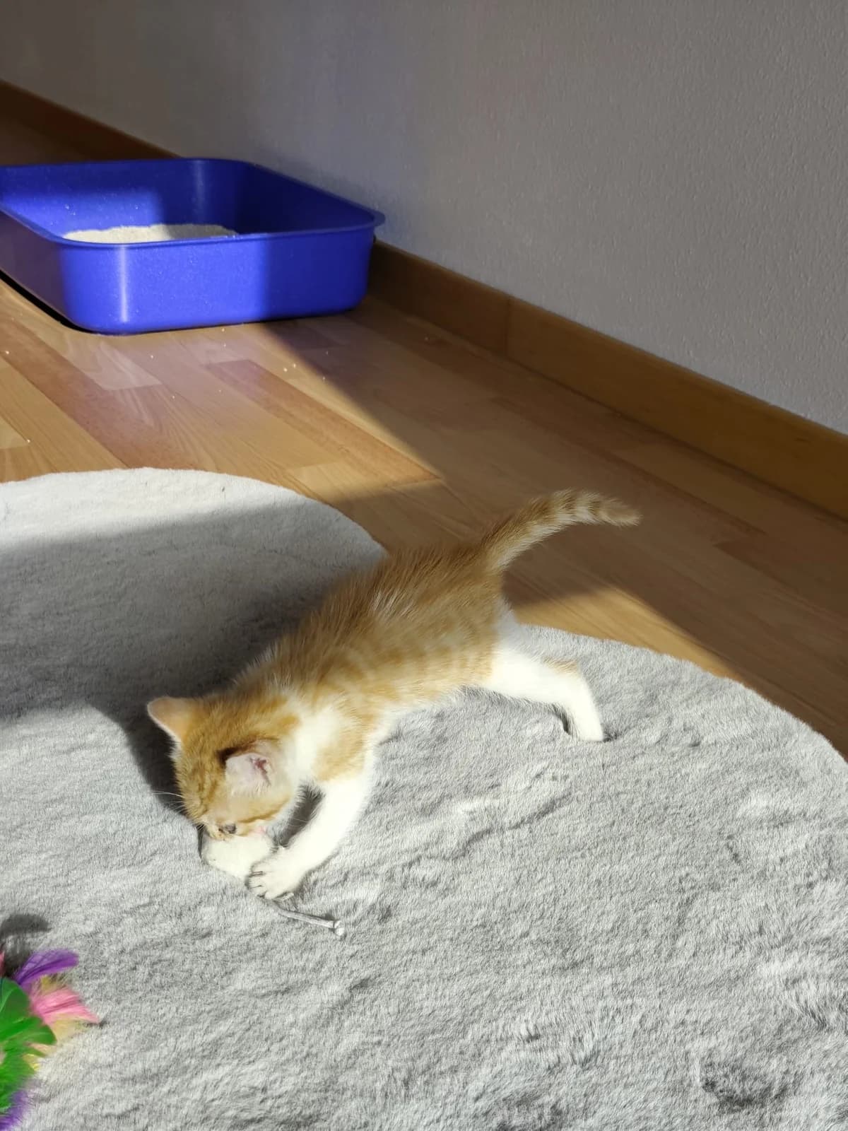SAMY, female Mixed Breed for adoption at Proanbur – Protectora de Animales de Burgos
