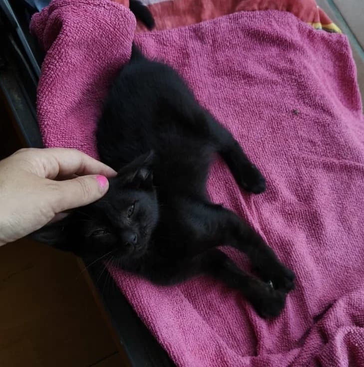 BELLA, female Mixed Breed for adoption at Proanbur – Protectora de Animales de Burgos