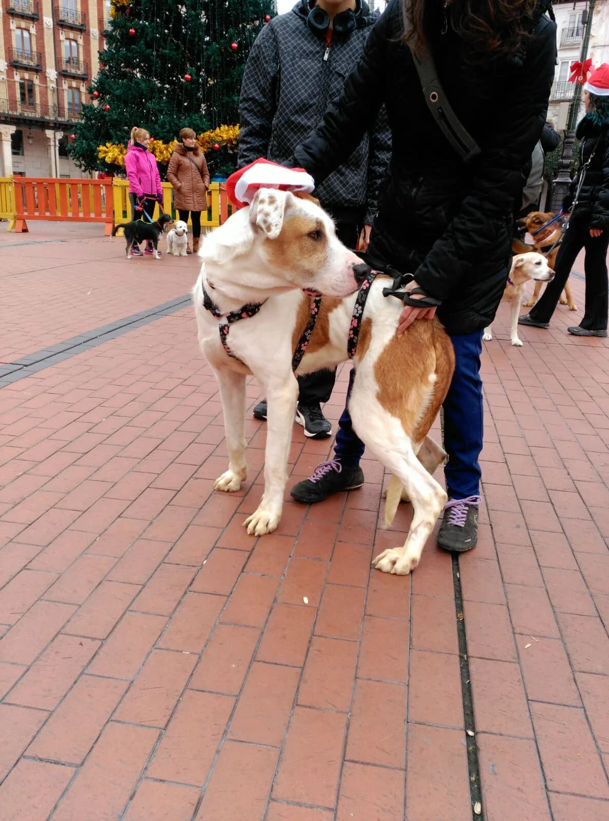NUA, female senior Mixed Breed for adoption at Proanbur – Protectora de Animales de Burgos