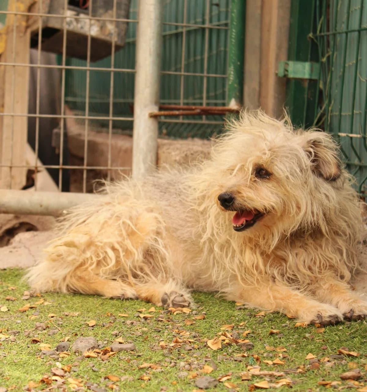 Blada, female senior Mixed Breed for adoption at Proanimal Gomera