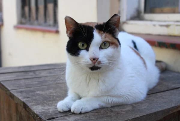 Candela, female Mixed Breed for adoption at Proanimal Gomera