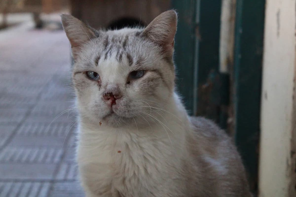 Candela, Mixed Breed (Proanimal Gomera)