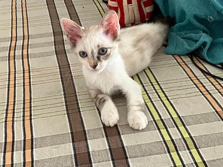 Gateta, female Mixed Breed for adoption at Associació Progat de Begur
