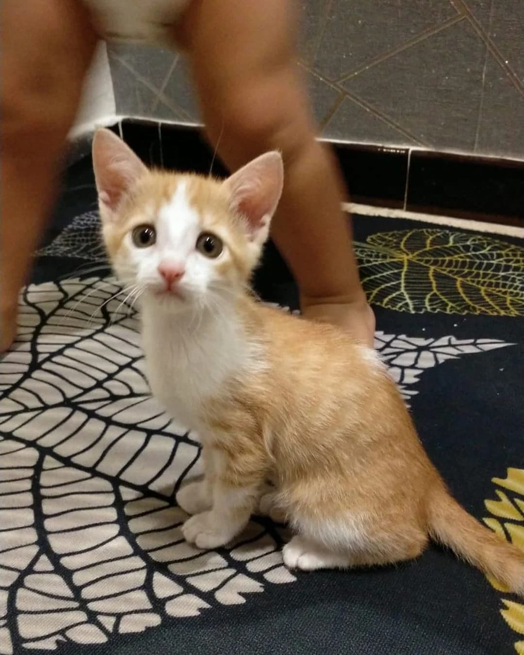 Gatet en adopció (2022_09_29b), male Mixed Breed for adoption at Associació Progat de Begur