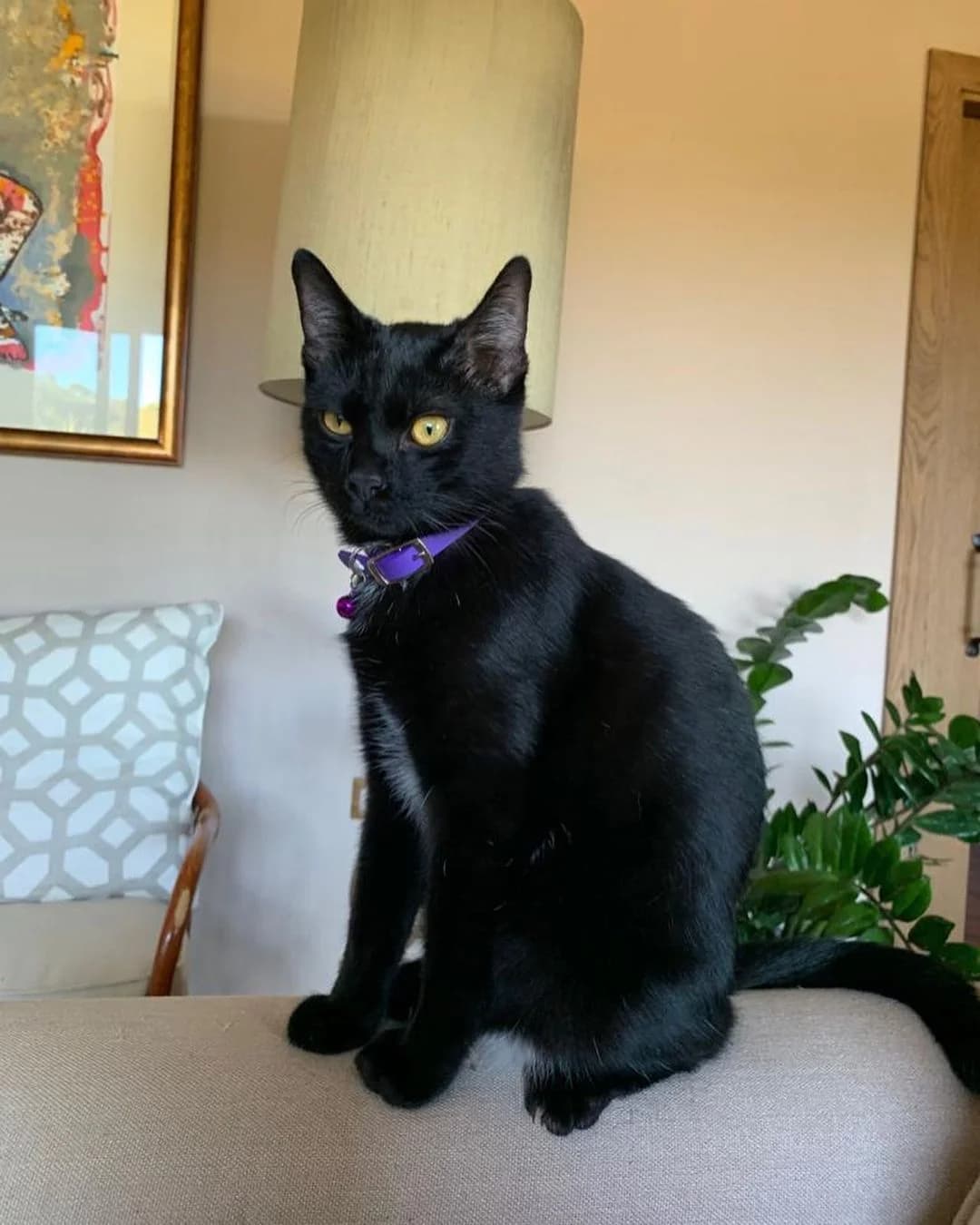 Gatet en adopció (2022_10_06), Mixed Breed (Associació Progat de Begur)
