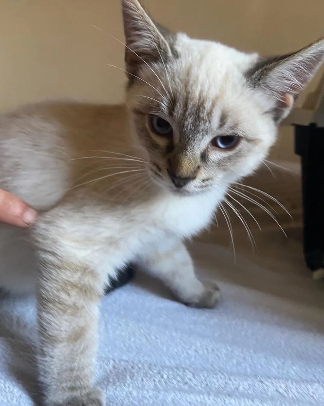 Gatet en adopció (2022_10_20), male Mixed Breed for adoption at Associació Progat de Begur