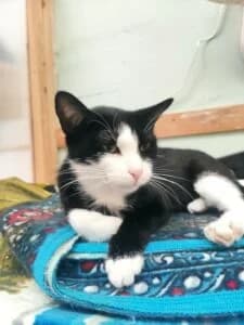 Mera, female young Mixed Breed for adoption at Progat Cornellà