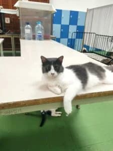 Lufi, male 3yo Mixed Breed for adoption at Progat Cornellà