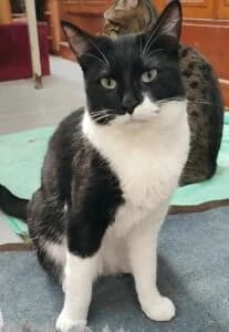 Kioko, female 3yo Mixed Breed for adoption at Progat Cornellà