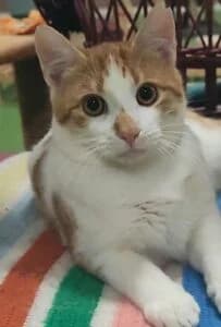 Kike, male Mixed Breed for adoption at Progat Cornellà