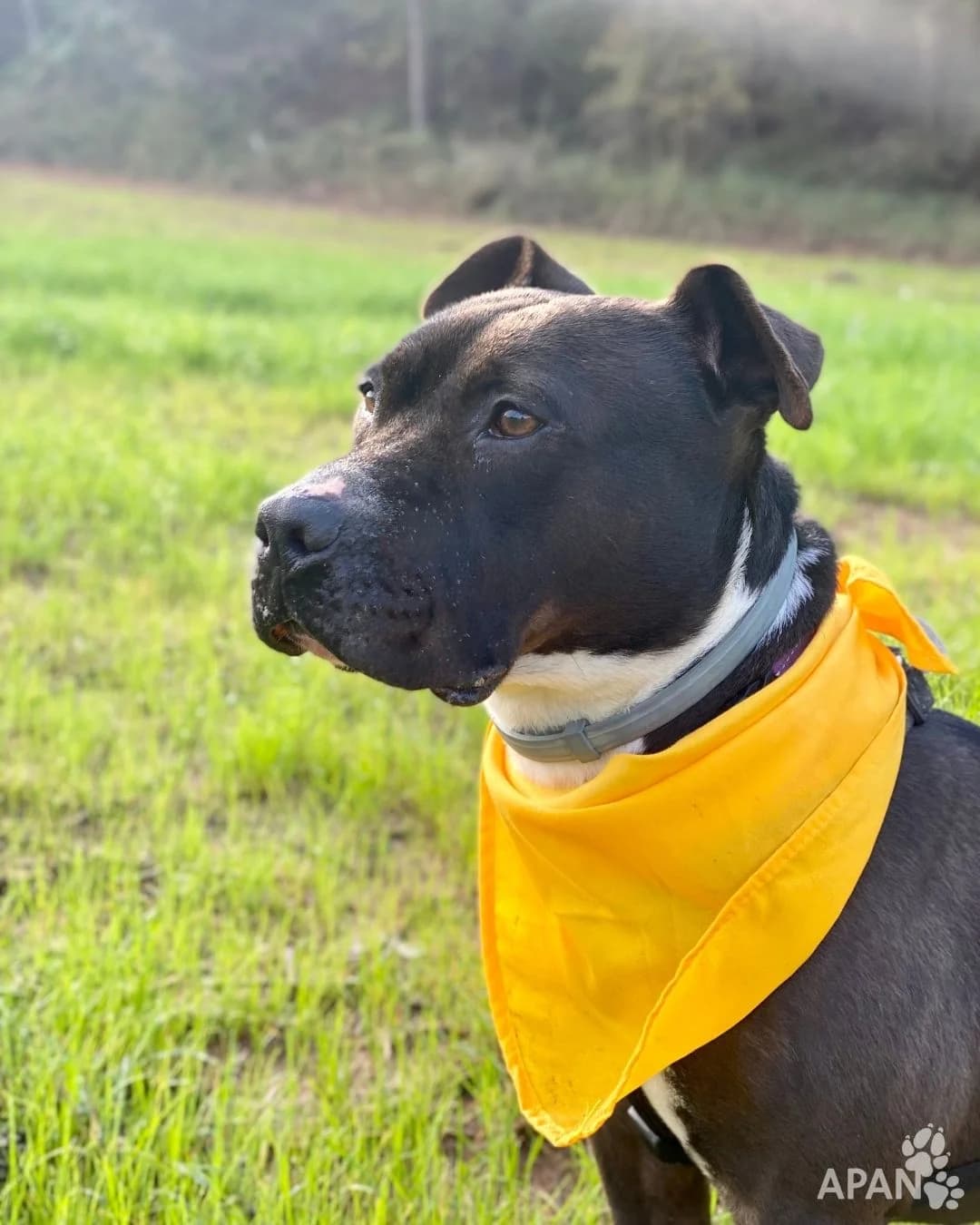 MENCHU, female Mixed Breed for adoption at APAN — Protectora d